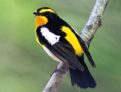 キビタキ 美しいさえずりが人気