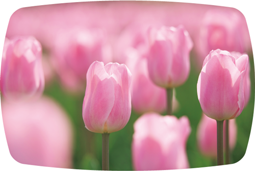 チューリップの写真