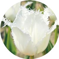 雪の華（フリンジ咲き）