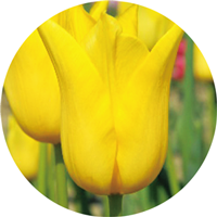 越黄冠（ユリ咲き）