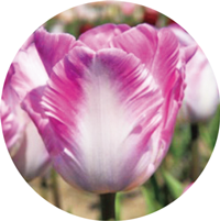 恋心（パーロット咲き）