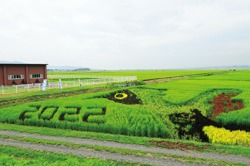 佐渡市新穂地区の田んぼアート