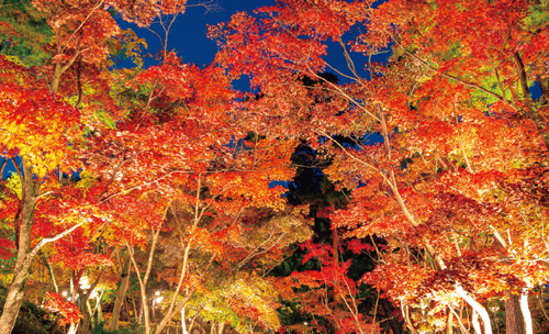 赤坂山紅葉ダイニングディナー