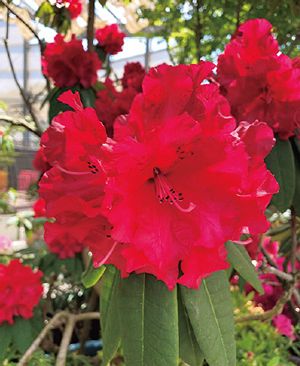 シャクナゲ・ツツジ展