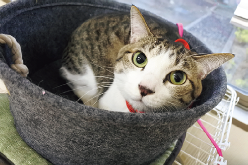 猫の飼い方セミナー