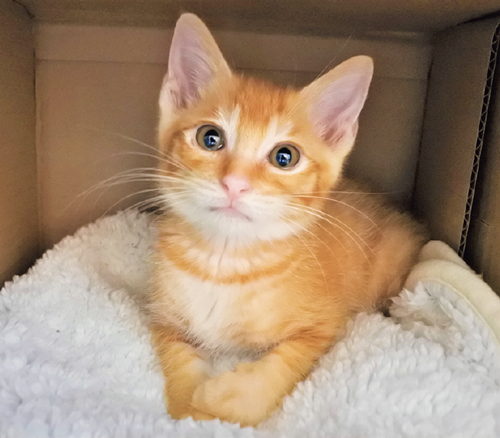 猫の飼い方セミナー初級