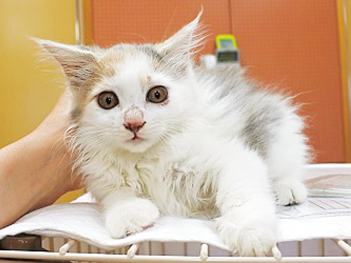 猫の飼い方セミナー