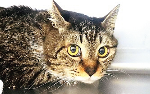 猫の飼い方セミナー