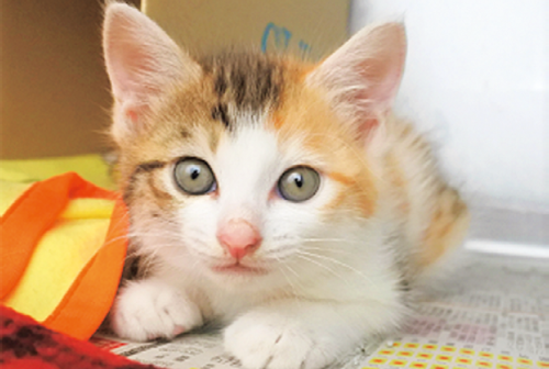 猫の飼い方セミナー