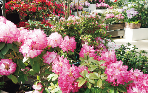 シャクナゲ・ツツジ展