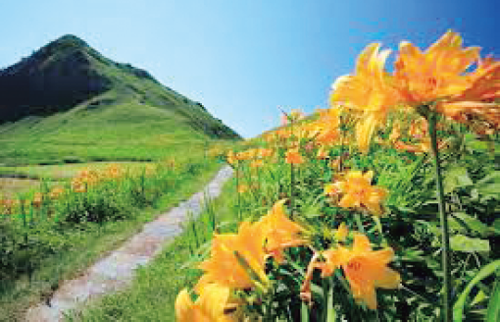 トビシマカンゾウ