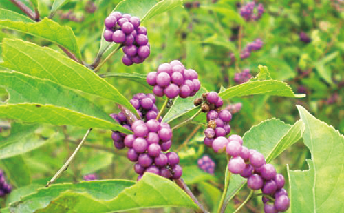 源氏物語から読み解く平安の花