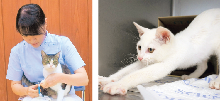 猫の飼い方セミナー