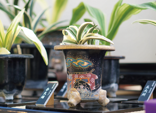 企画展示「秋の彩り～山野草と盆栽・伝統園芸植物の世界～」