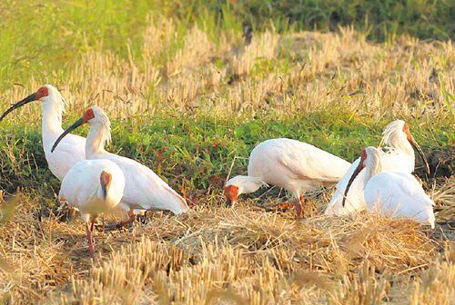 生物多様性の保全