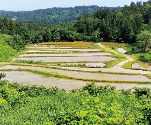上越市・高尾の棚田