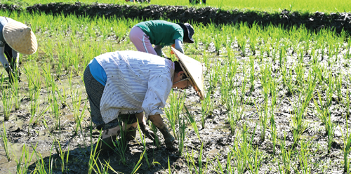 十日町市・蒲生の棚田にて