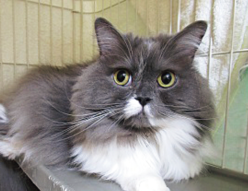 猫の飼い方セミナー