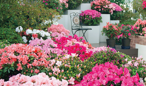 企画展示「ハッピー・フラワーバレンタイン～あなたと一緒にアザレア～」